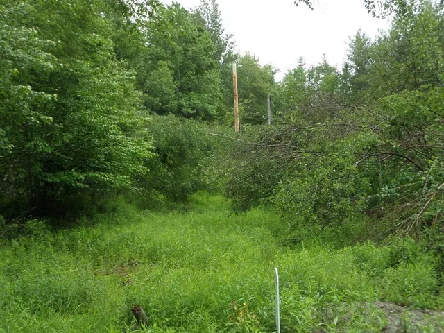 a view of a lush green forest