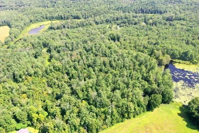 a view of a bunch of trees and bushes