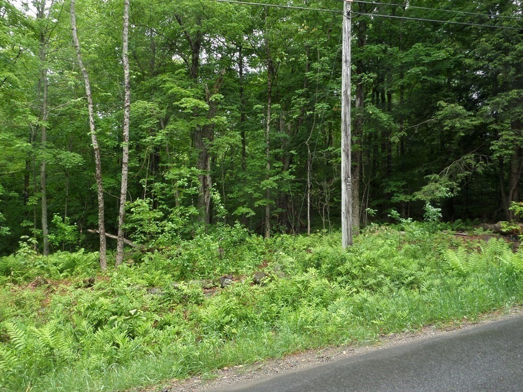 333 Ranney Corner Road Ashfield, MA 01330 - Photo 8 of 12 a view of forest