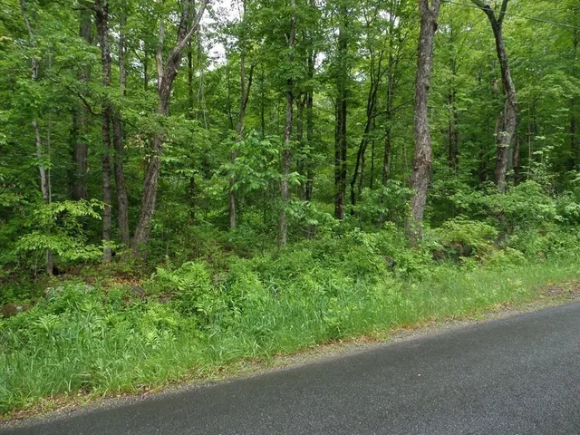 a view of a forest with trees in the background