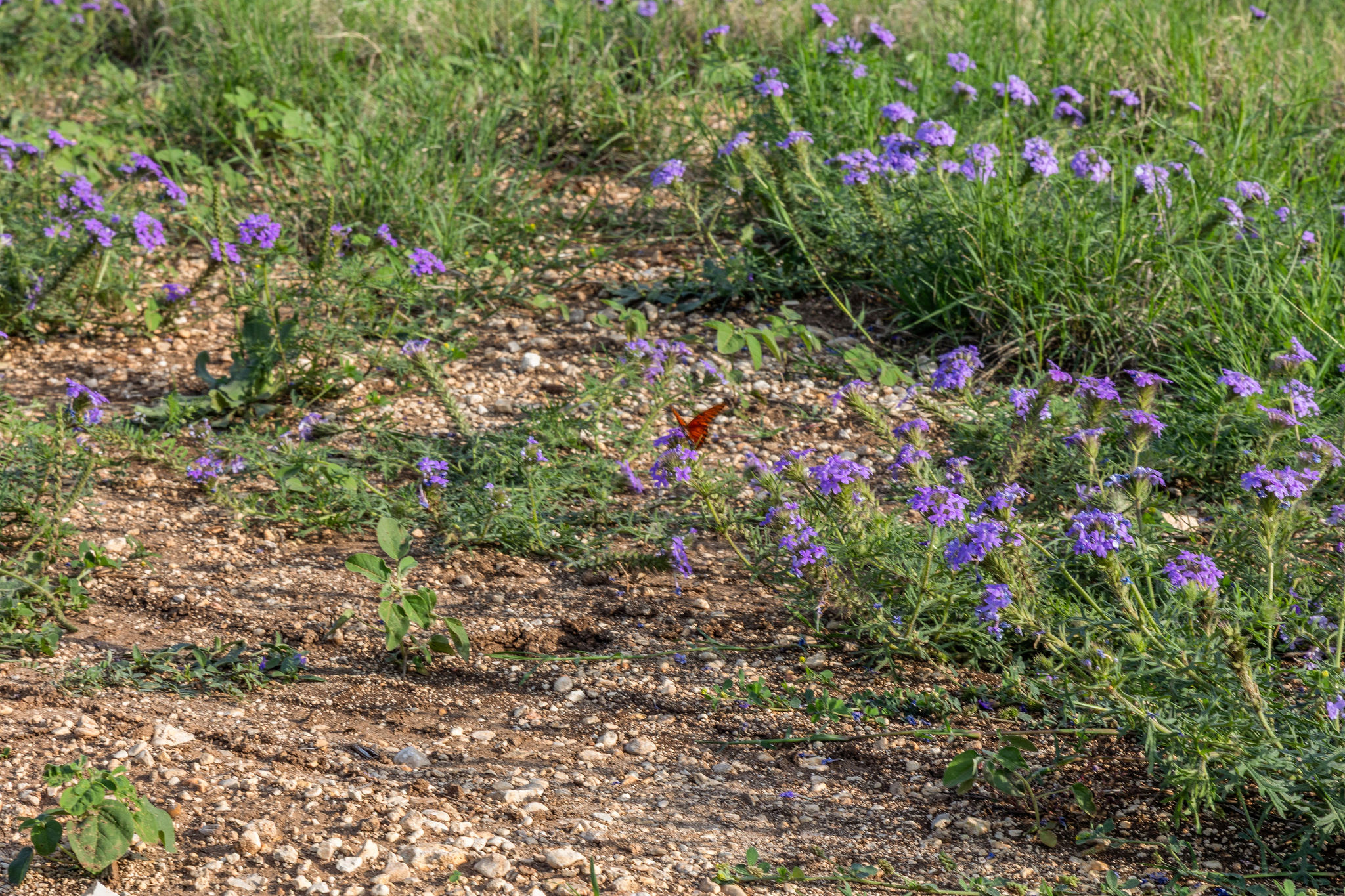 103 Mount Gainor Road Dripping Springs, TX 78620 - Photo 5 of 38