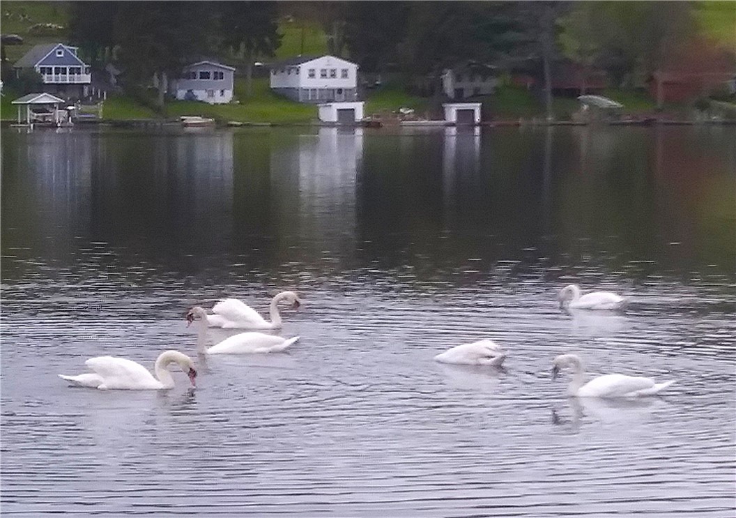 7804 Eagle Road Wolcott, NY 14590 - Photo 39 of 49