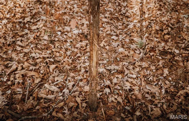 $183,170 | 56-ac Slaughter Road, Licking, MO 65542