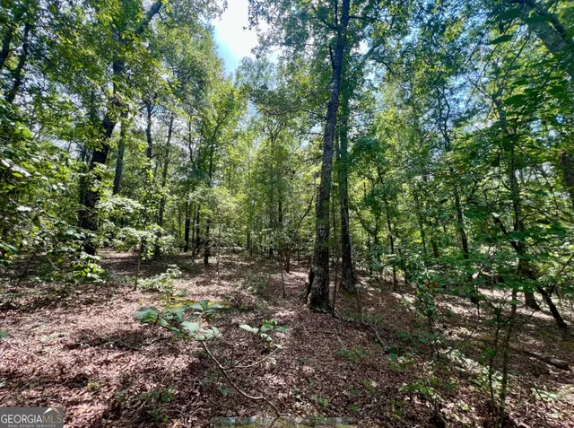 a view of a forest with trees in the background