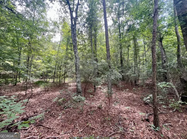 a view of a forest that has large trees