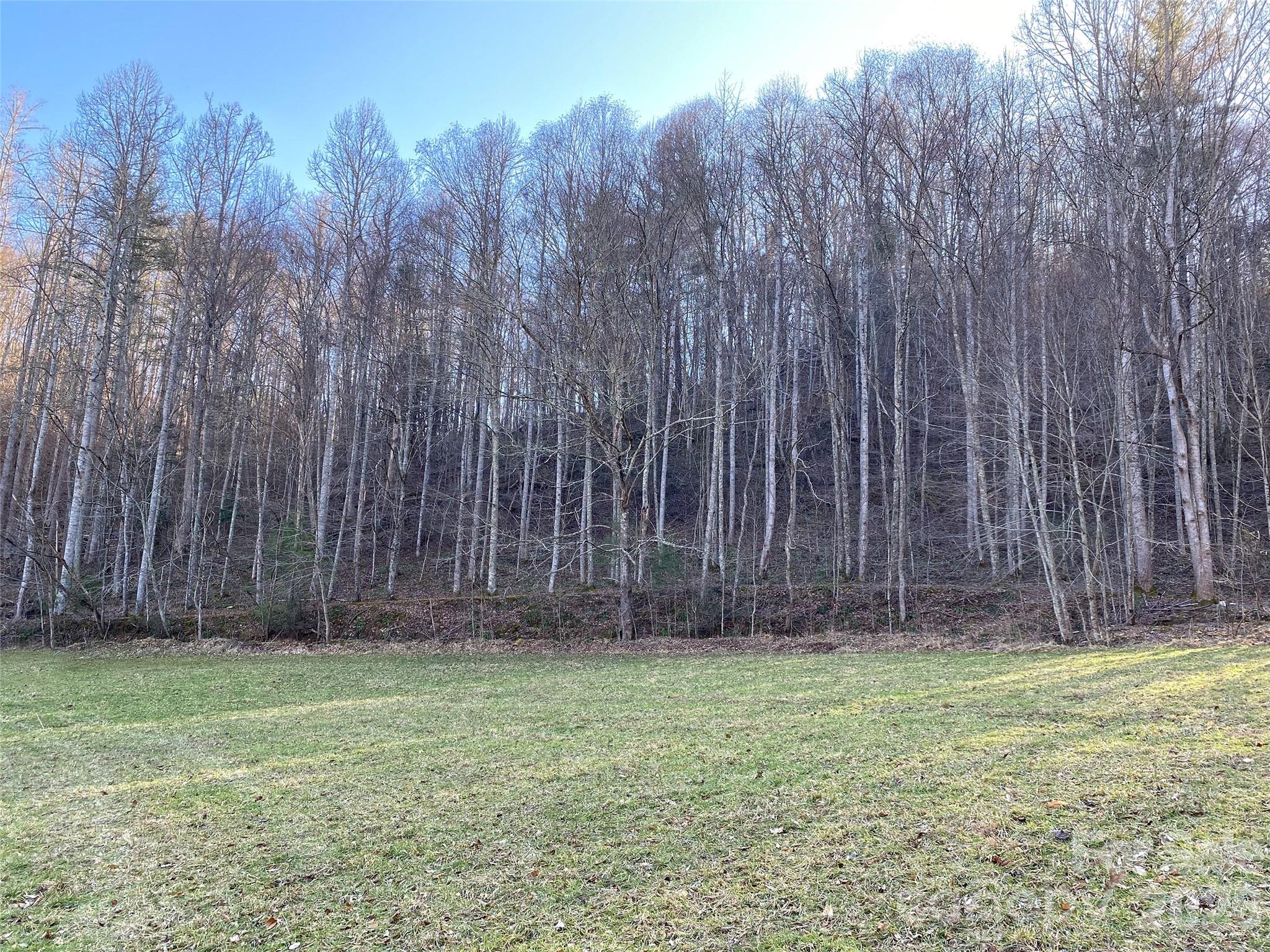 7385 Big Pine Road Marshall, NC 28753 - Photo 30 of 38 a view of backyard with trees