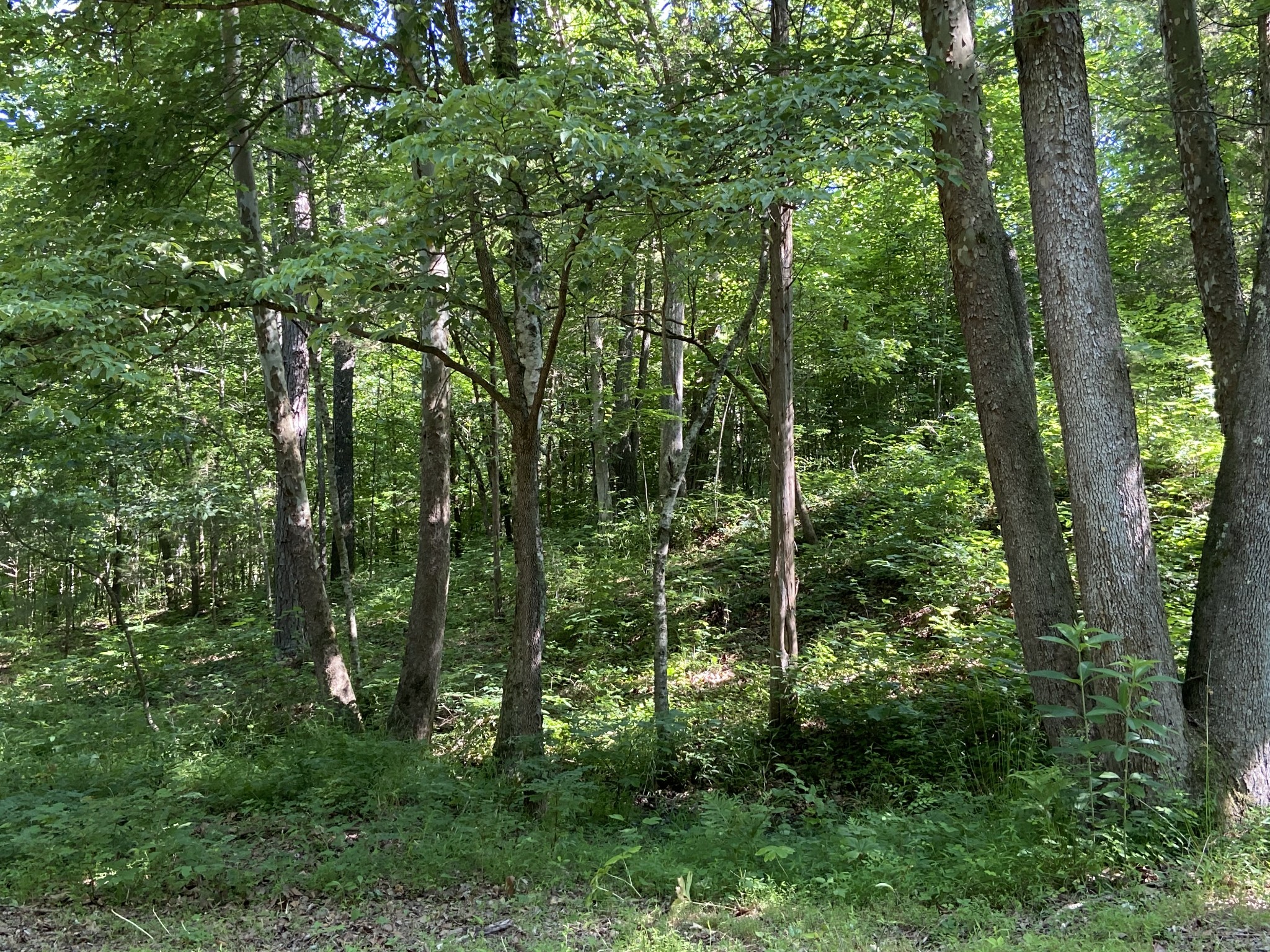 512 Slippery Road Hohenwald, TN 38462 - Photo 12 of 15 Gallery Image 12