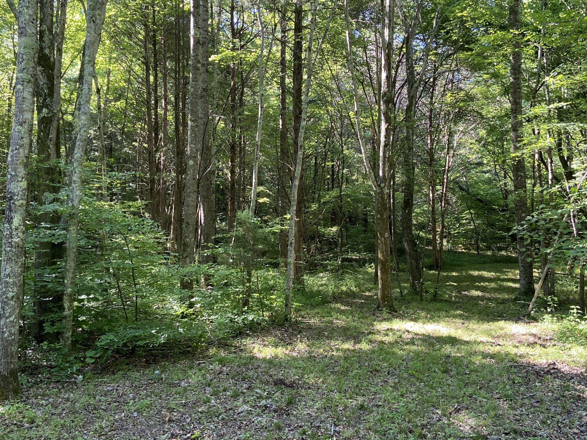512 Slippery Road Hohenwald, TN 38462 - Photo 7 of 15 Gallery Image 7