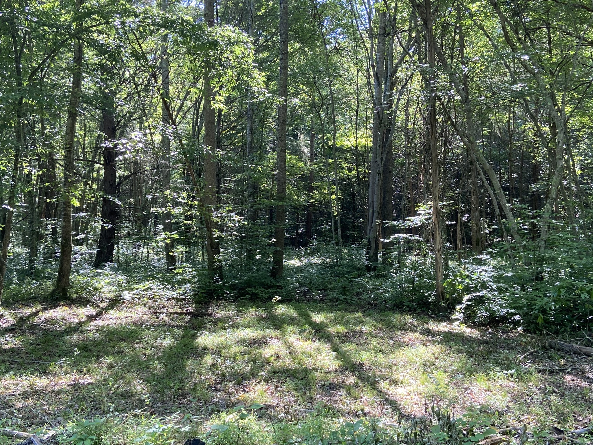 512 Slippery Road Hohenwald, TN 38462 - Photo 8 of 15 Gallery Image 8