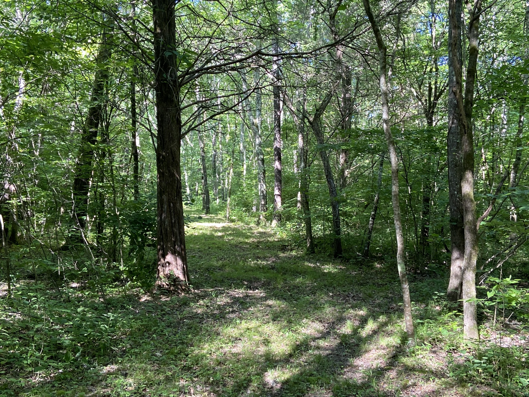 512 Slippery Road Hohenwald, TN 38462 - Photo 9 of 15 Gallery Image 9