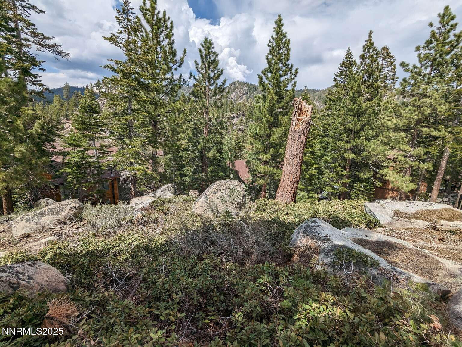 716 Tina Court Stateline, NV 89449 - Photo 2 of 10 a view of a yard with plants and tree