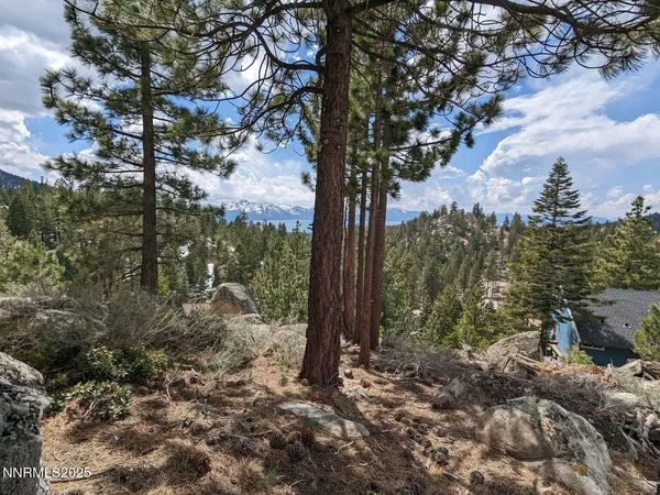 a view of a tree in front of a tree