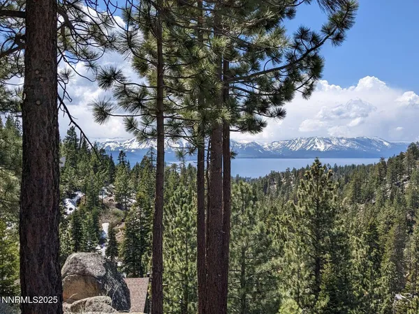 a view of a forest with trees