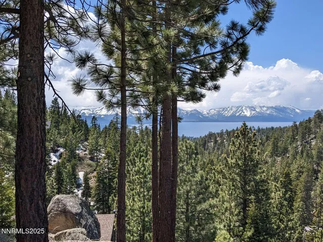 a view of a forest with trees
