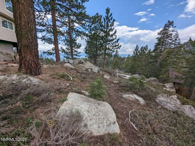 a view of a tree in a yard