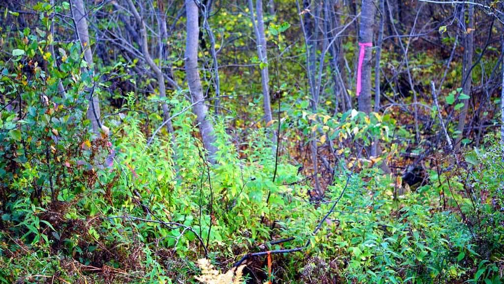 Lot 46 Benn Hill Road Houlton, ME 04730 - Photo 26 of 32 linneus-me-land-benn-hill