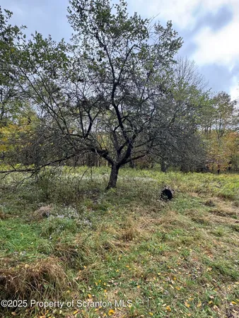 a view of a tree with a yard
