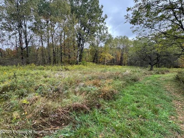 a view of a lush green space