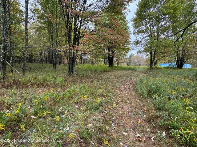 a view of a lush green forest