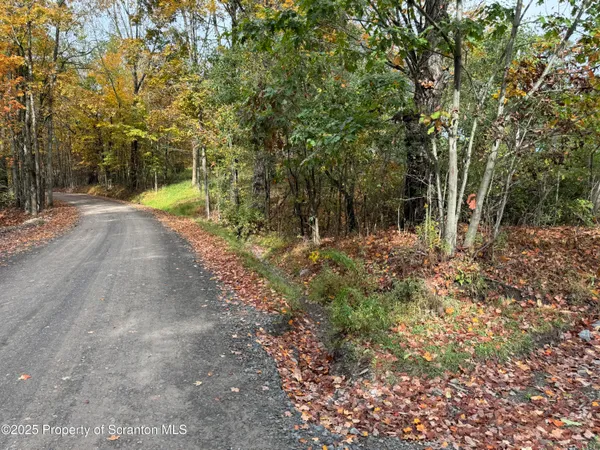 a view of a yard with plants and trees