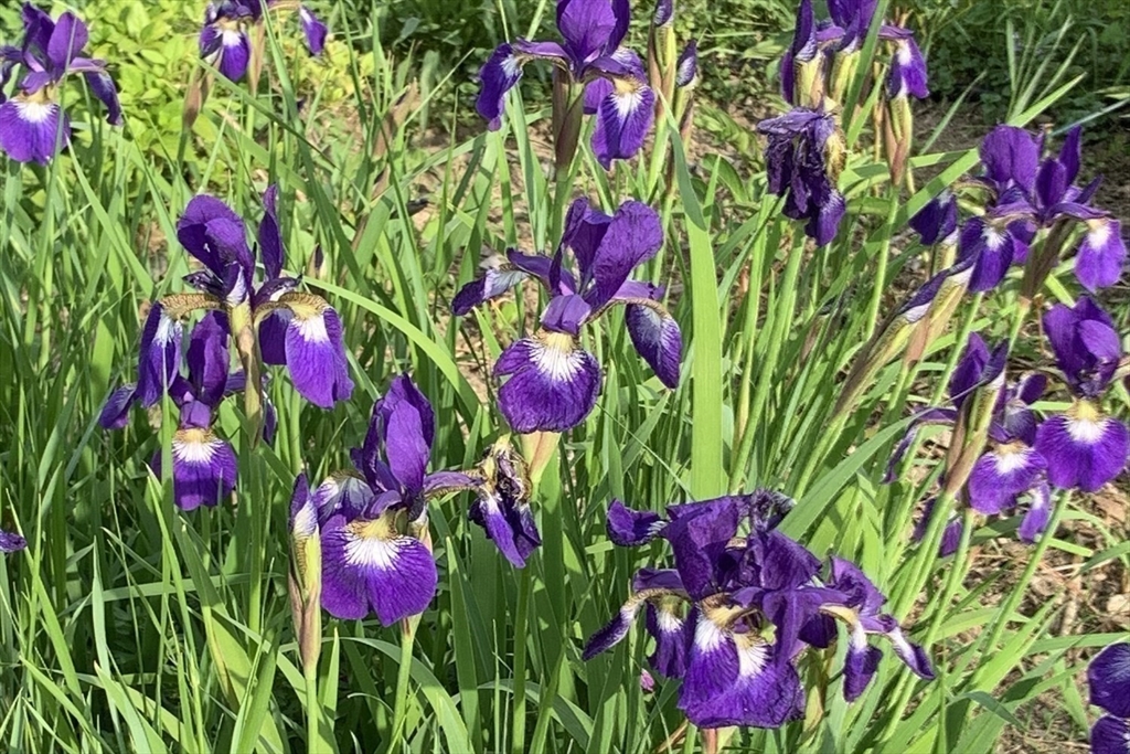 74 Thrasher Hill Road Worthington, MA 01098 - Photo 36 of 40