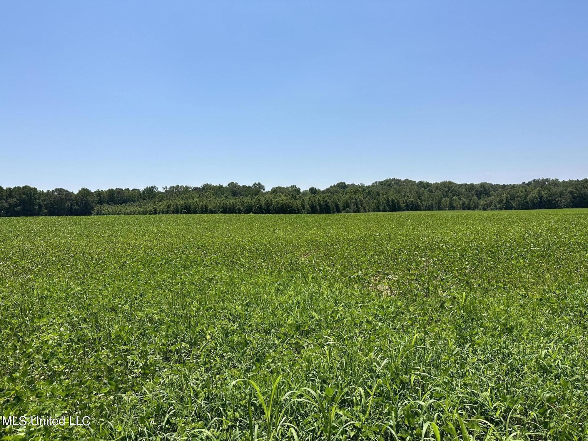 3 Springridge Road Raymond, MS 39154 - Photo 6 of 12 Field