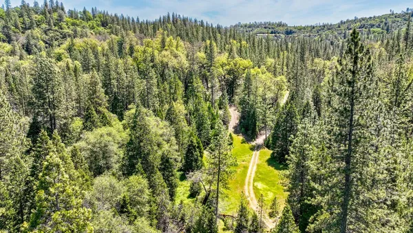 a view of a yard with plants and large trees