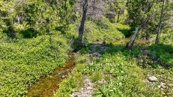 a view of a lush green field with a mountain in the background