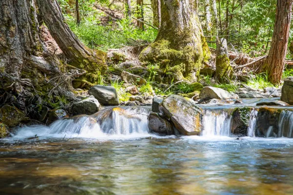 a view of a lush green space