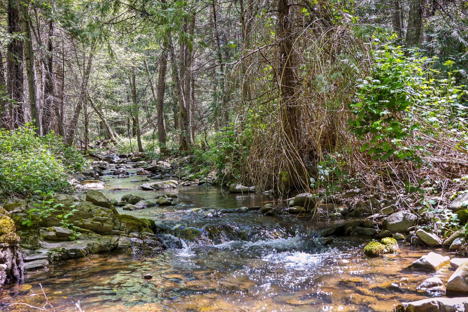 7698 Swiss Ranch Road Mountain Ranch, CA 95246 - Photo 9 of 63