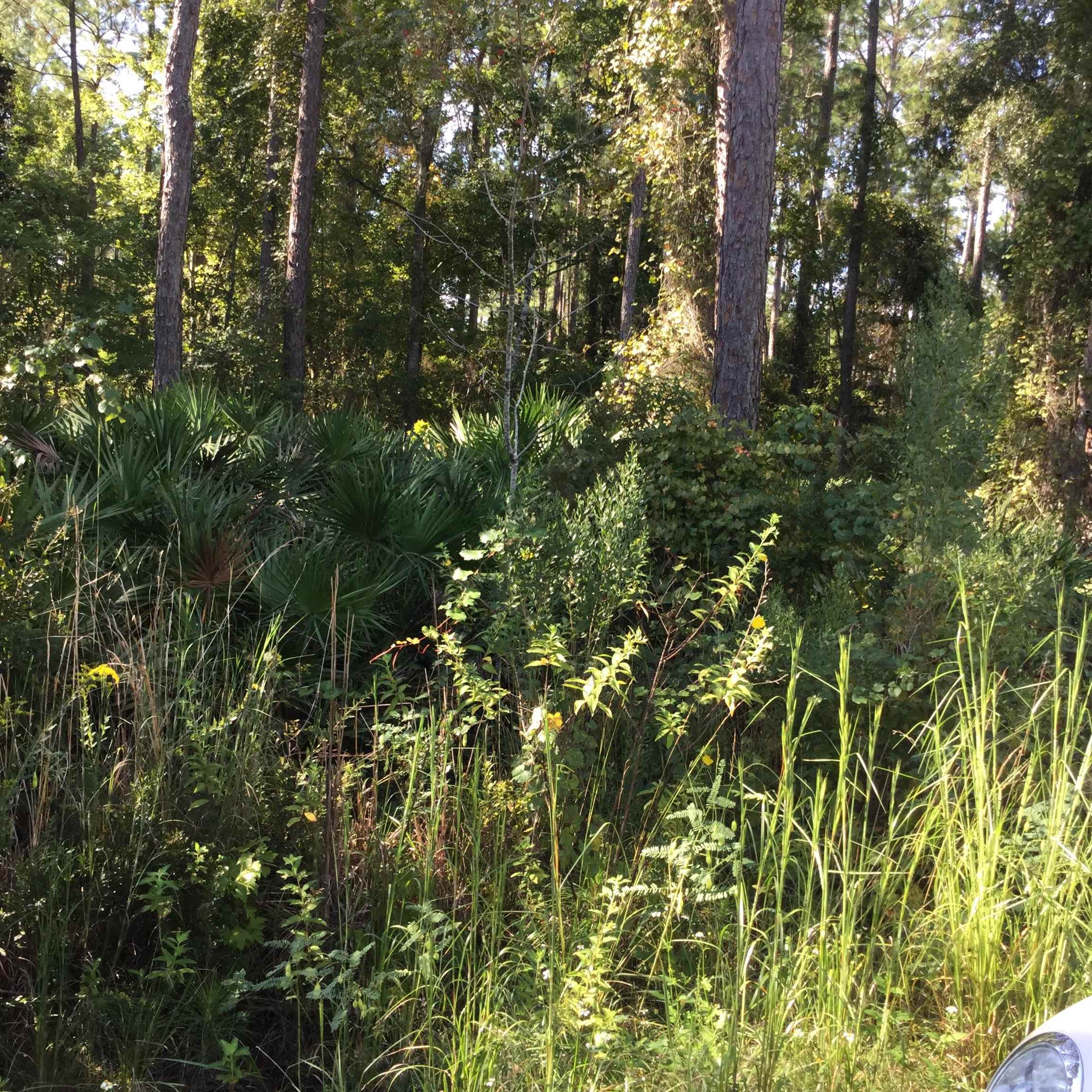 1204 Baden Powell Road Hawthorne, FL 32640 - Photo 1 of 3 Gallery Image 1
