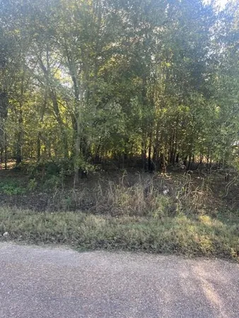 a view of a forest
