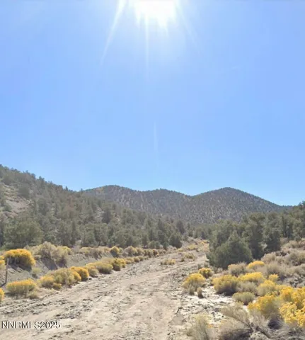 a view of a forest of trees