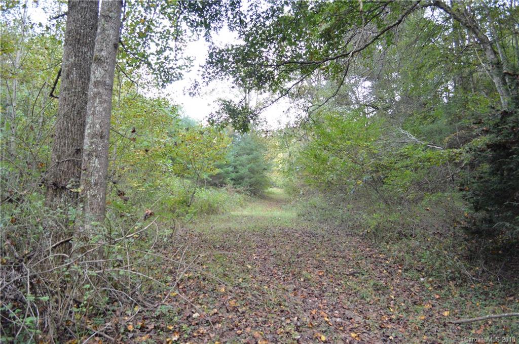 0 Rabbit Skin Road Waynesville, NC 28785 - Photo 14 of 36 a view of a forest that has large trees