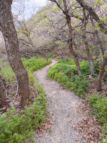 3626 Riverstone Road Mapleton, UT 84664 - Photo 56 of 58 Surrounding community trail featuring a forest view