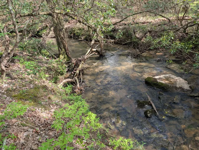 a view of a forest with a tree