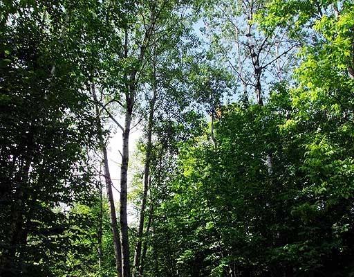 Lot 15 Baker Ridge Road Danforth, ME 04424 - Photo 19 of 23 Photo
