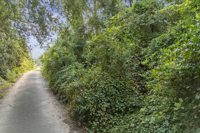 a view of a plants with pathway