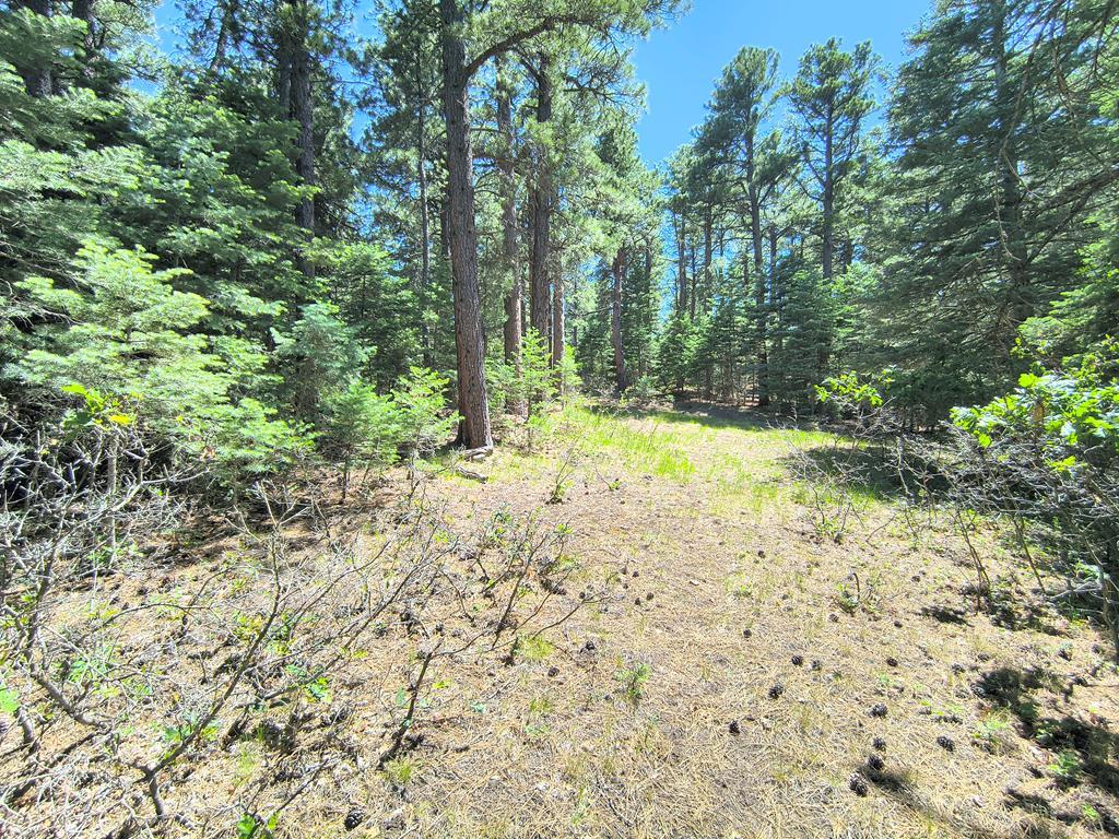 10940 Bartlett Trail Rye, CO 81069 - Photo 13 of 17