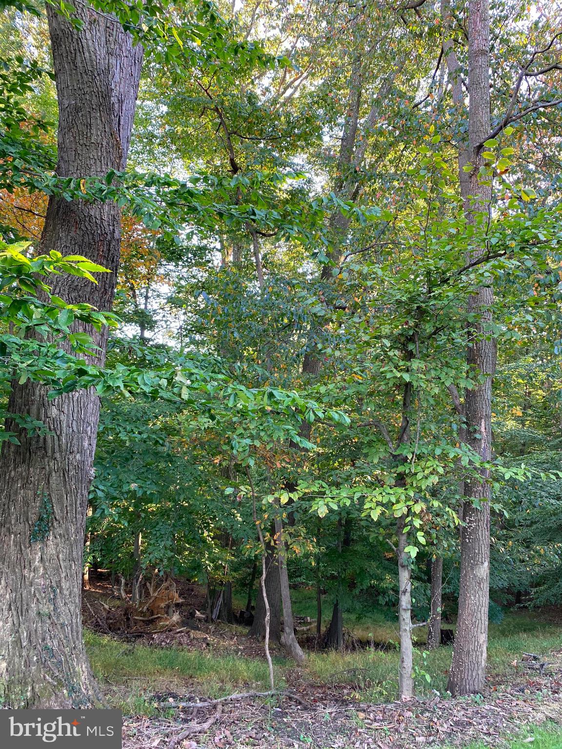 4650 Roundhill Road Ellicott City, MD 21043 - Photo 13 of 29 Gallery Image 13