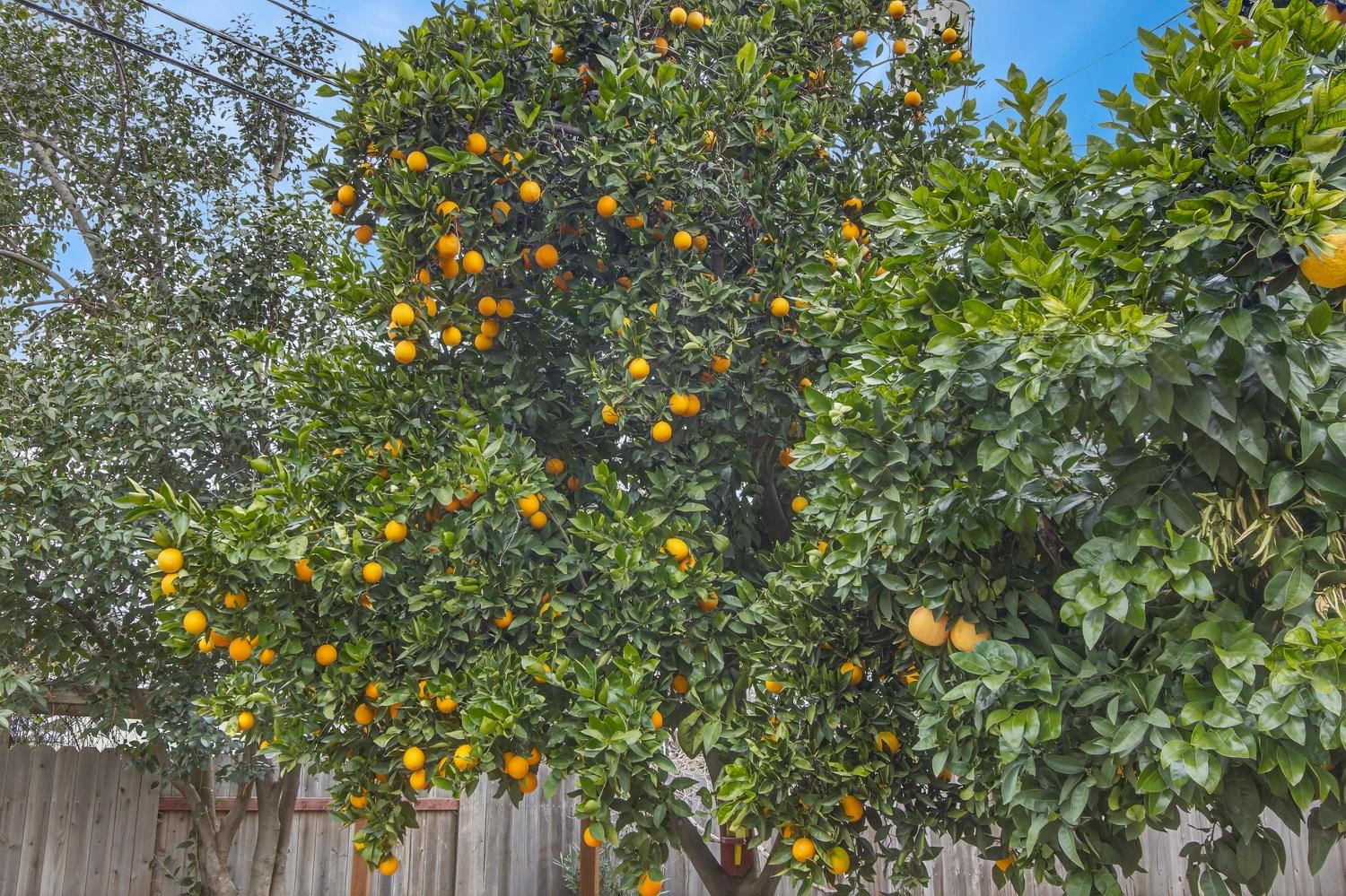 2373 Carlsbad Avenue Sacramento, CA 95821 - Photo 42 of 53