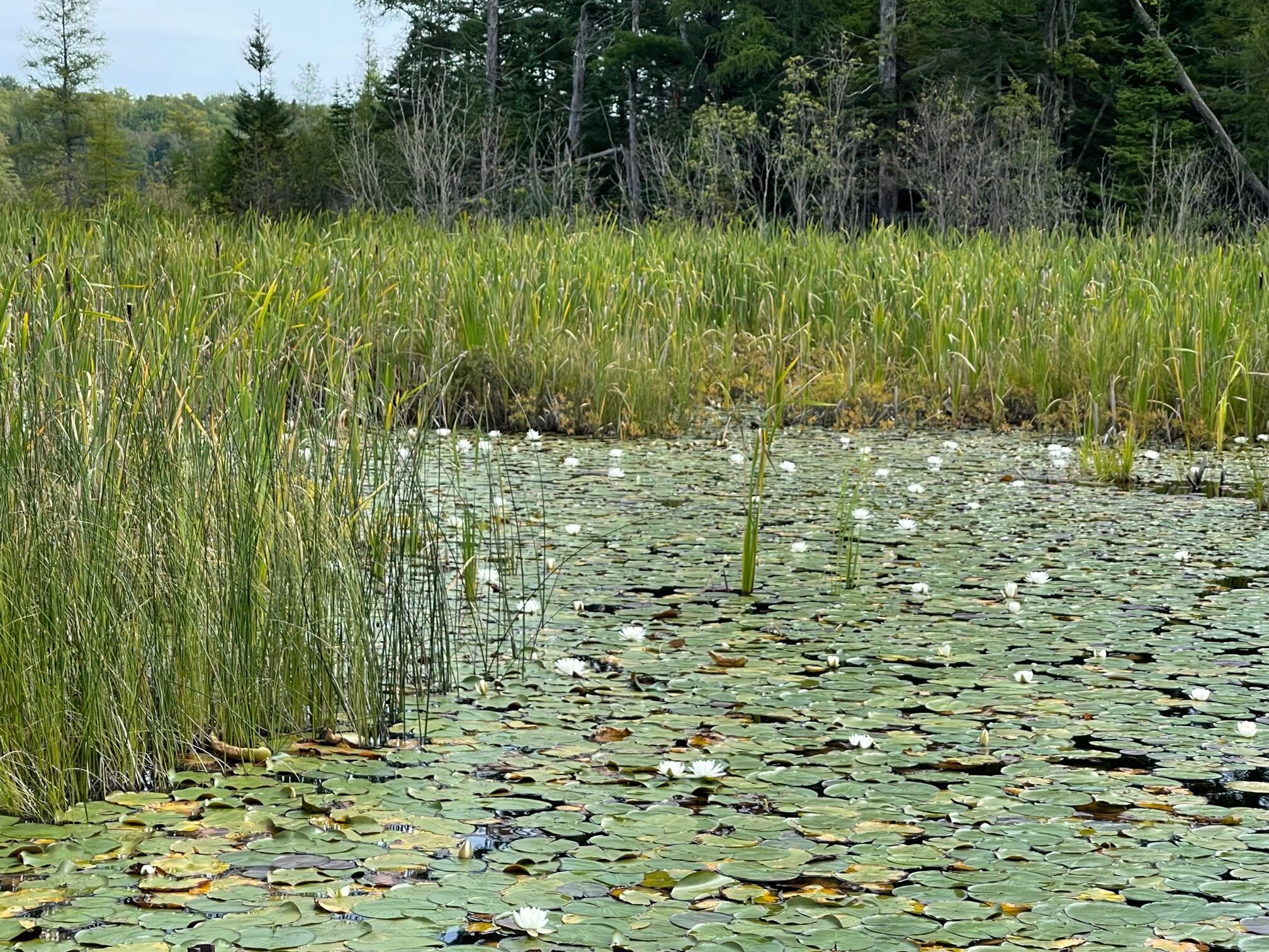 0 North Powerline Road Germfask, MI 49836 - Photo 12 of 17 Gallery Image 12