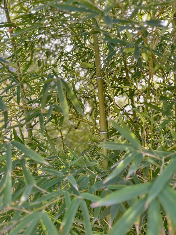 115 Frederick Street Austin, TX 78704 - Photo 38 of 40