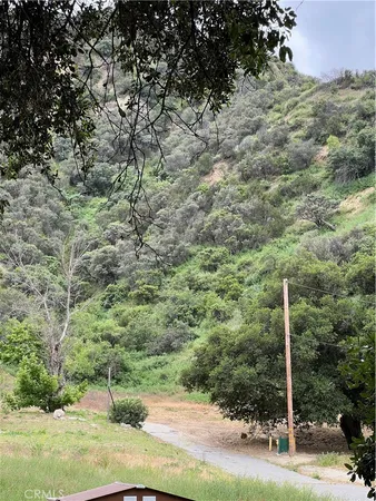 a view of a forest with a tree