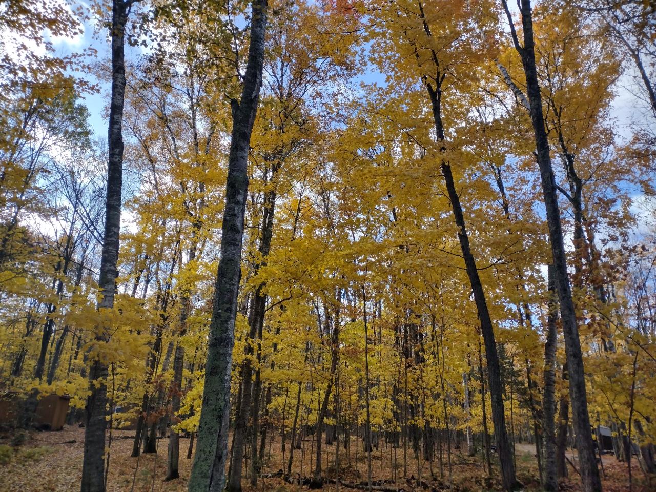 Off Harmony Lake Road Eagle River, WI 54521 - Photo 13 of 19 Gallery Image 13