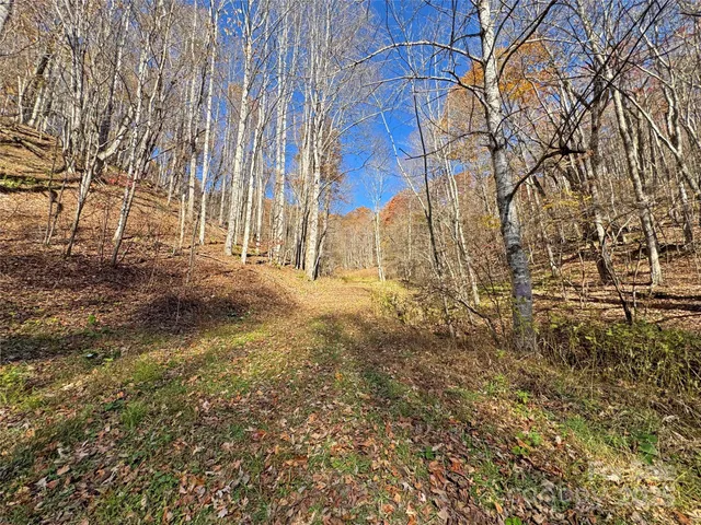 a view of a yard with large trees