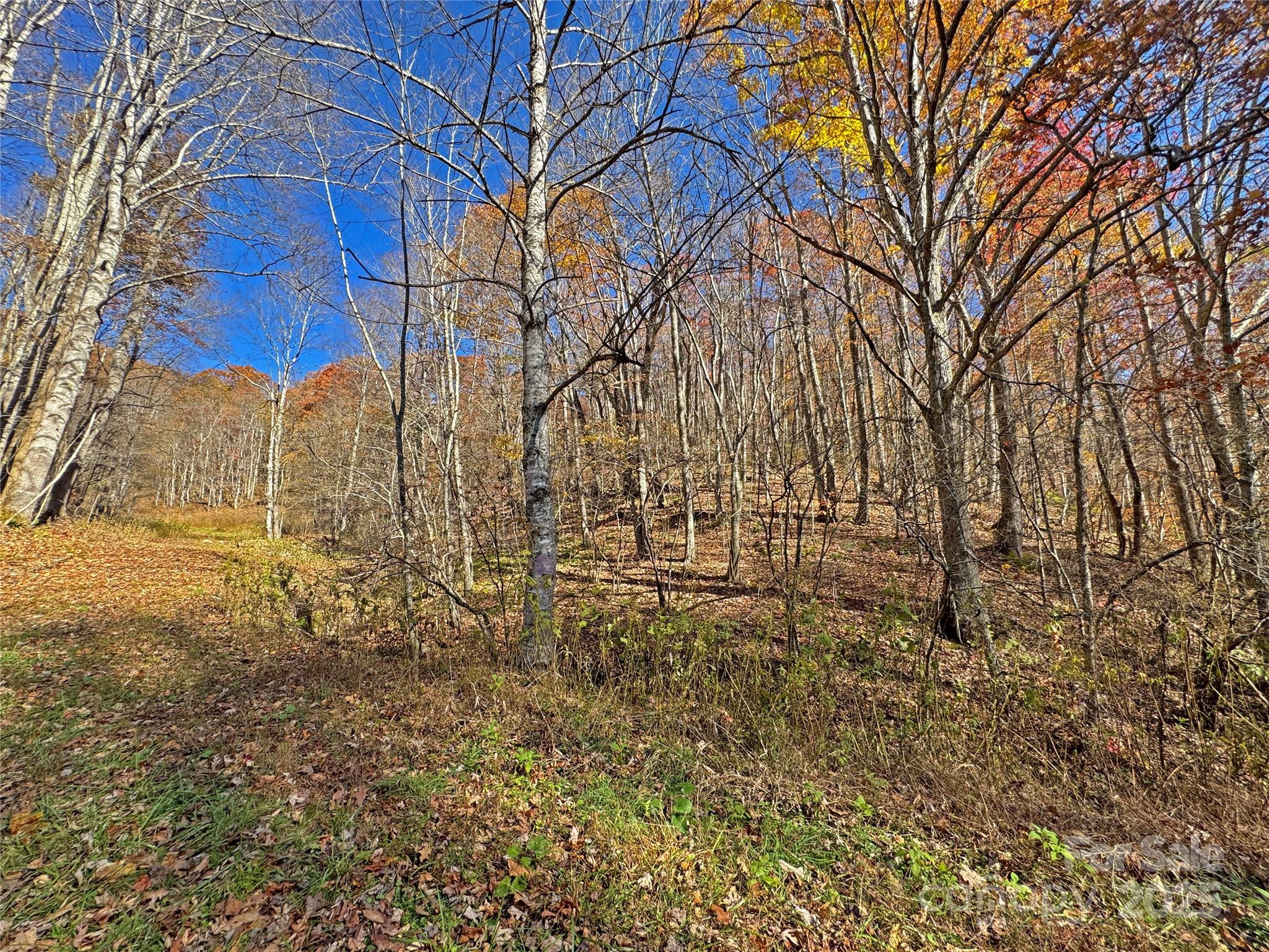 890 Panther Branch Road Hot Springs, NC 28743 - Photo 14 of 47 a view of a yard with large trees