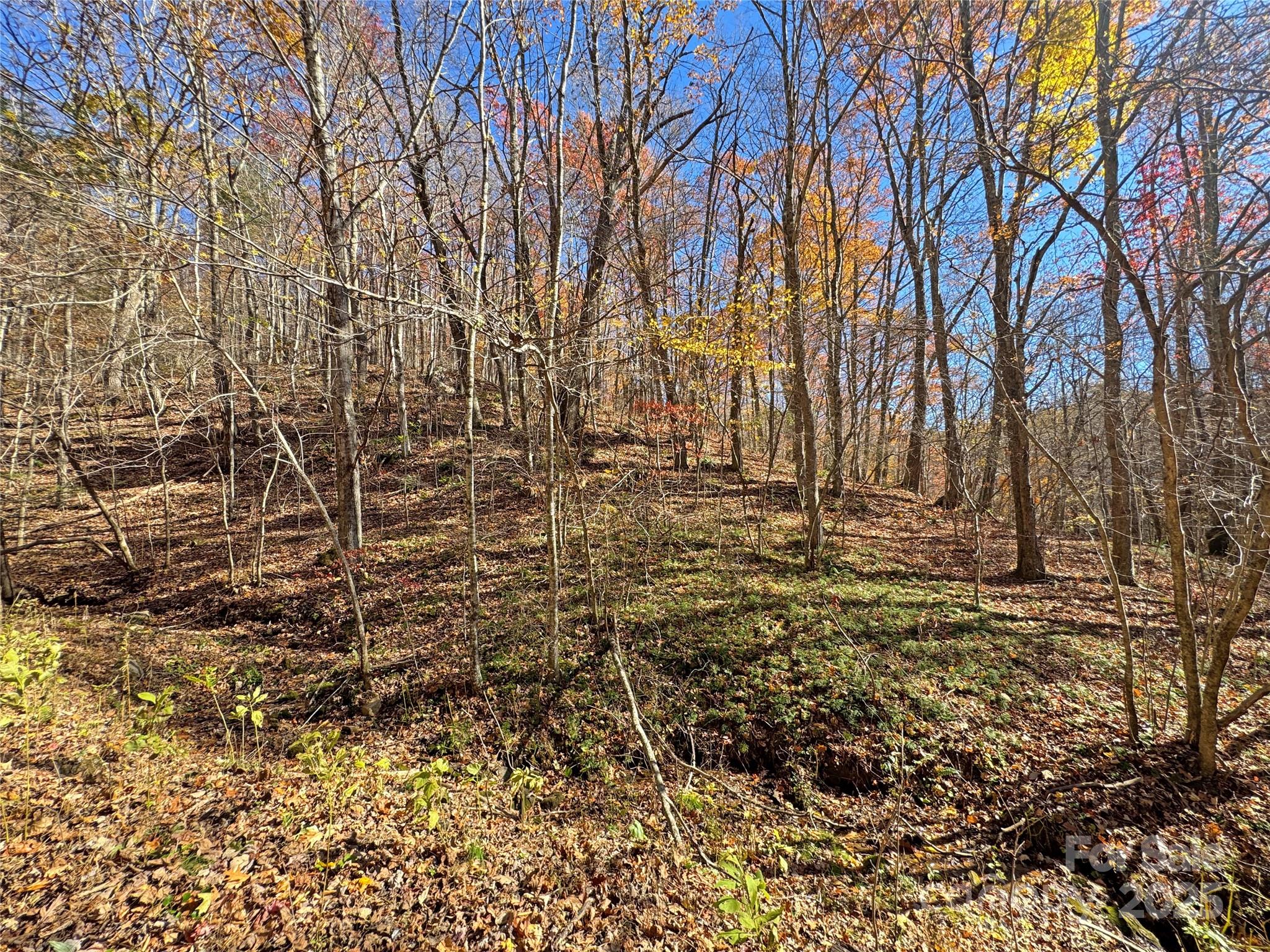 890 Panther Branch Road Hot Springs, NC 28743 - Photo 15 of 47 a view of yard