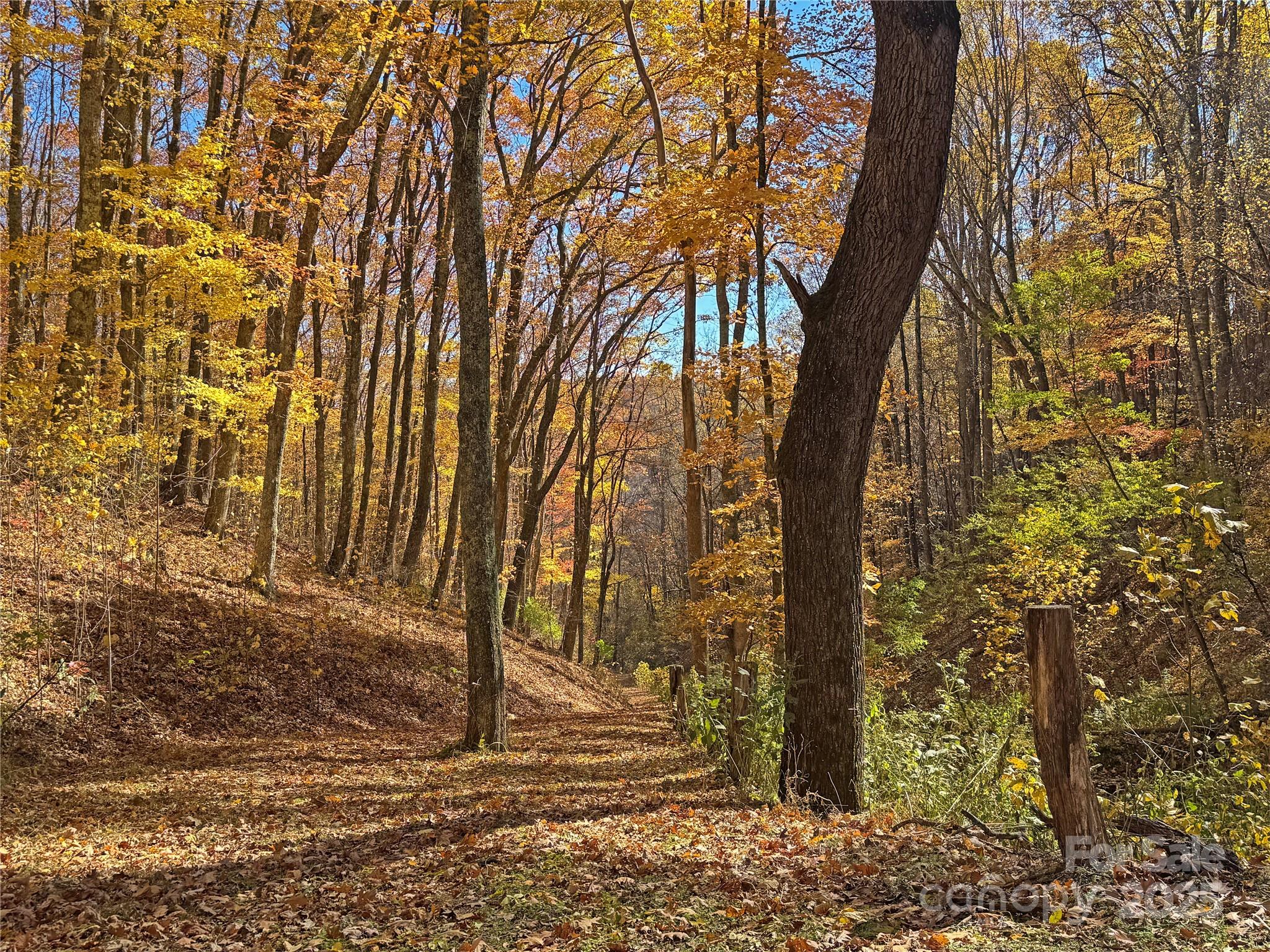 890 Panther Branch Road Hot Springs, NC 28743 - Photo 22 of 47 a view of a trees front of house