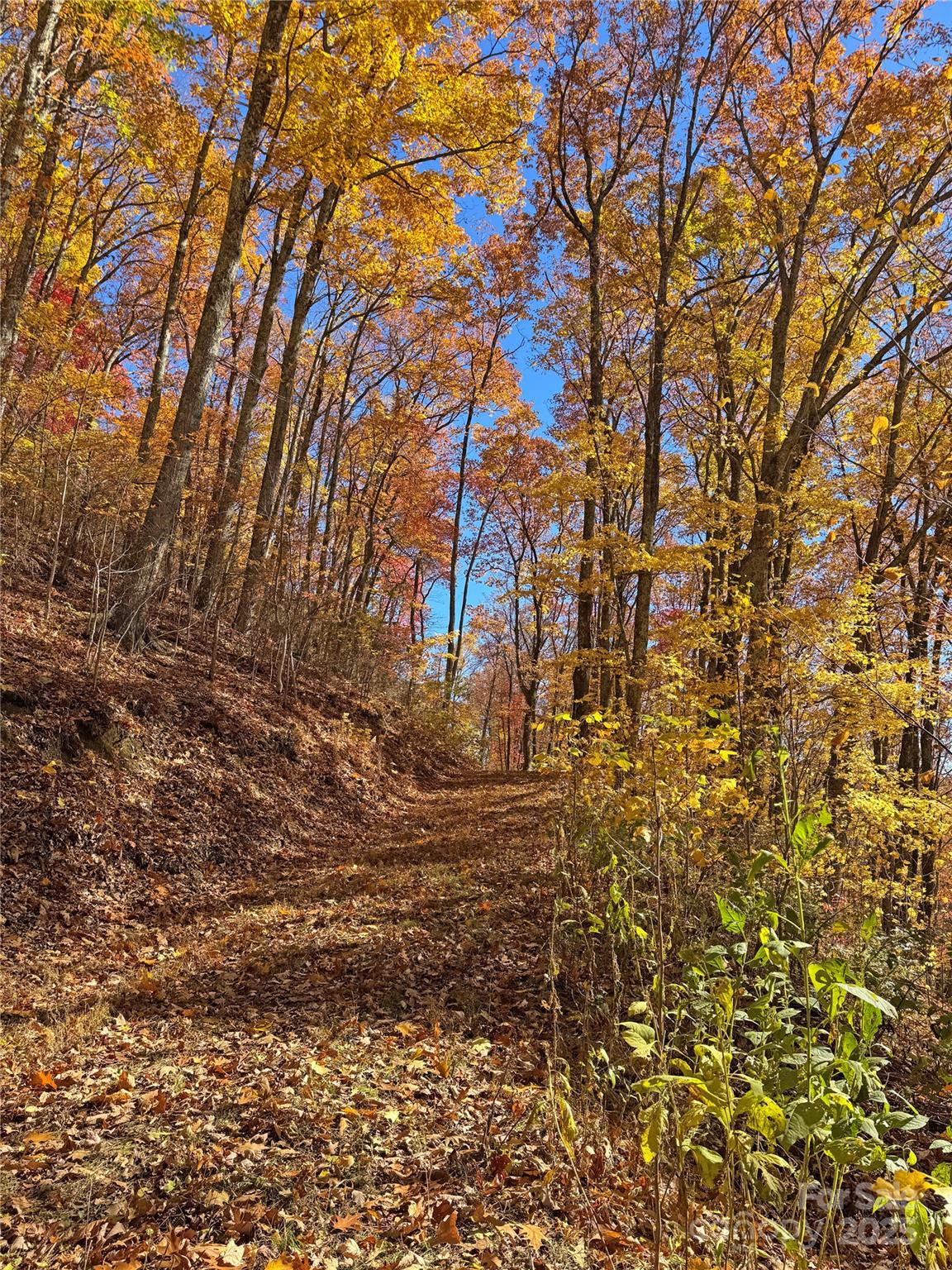 890 Panther Branch Road Hot Springs, NC 28743 - Photo 23 of 47 a view of yard